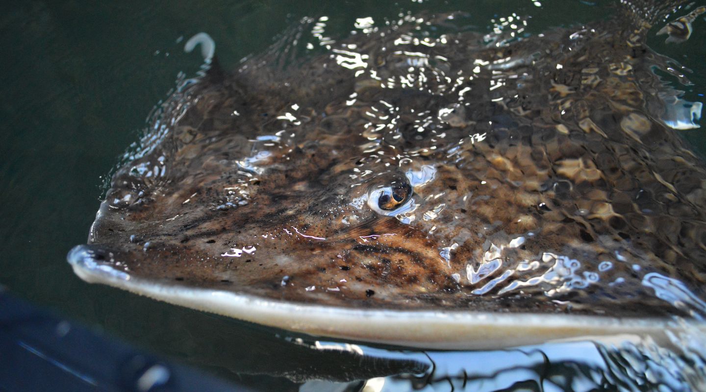 Thornback Skate Nausicaa